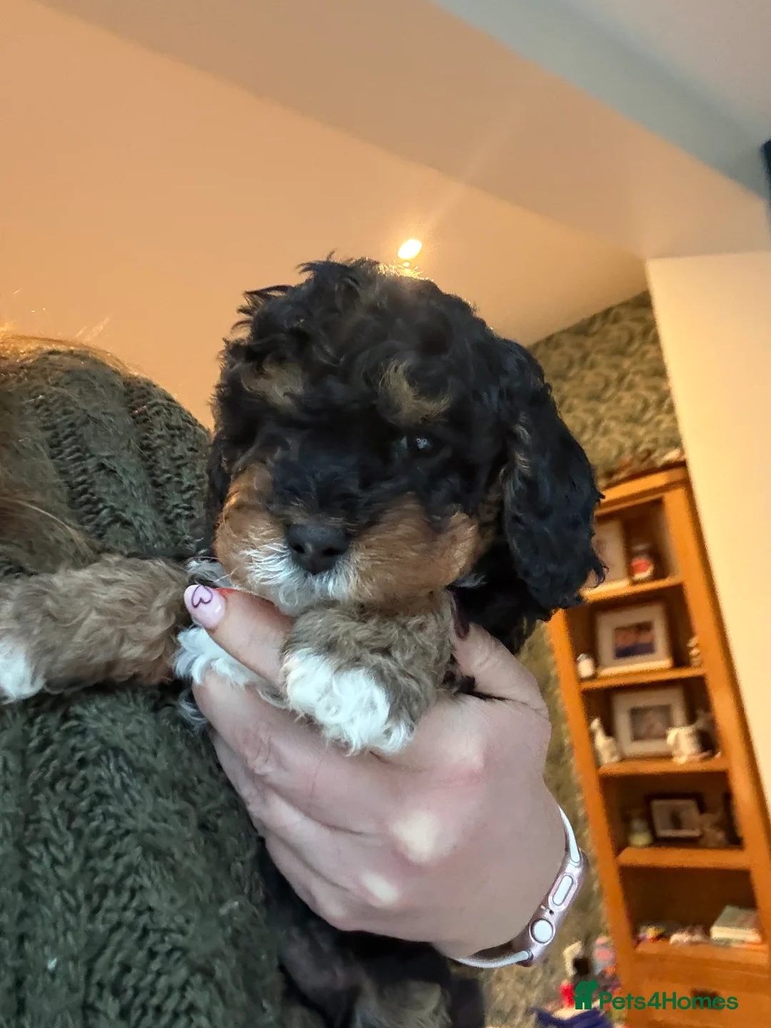 Cavapoo dogs for sale: Beautiful F1b Cavapoo Puppies - Only 3 left  - Advert 2