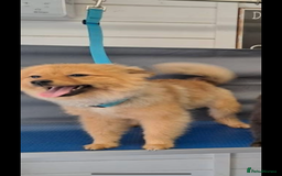 Pomeranian dogs for sale: Pomeranian  - Image 4