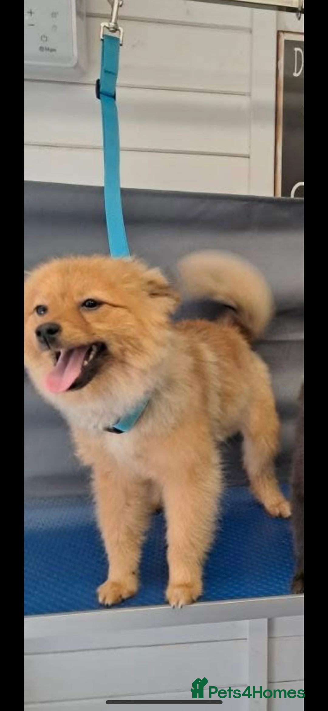 Pomeranian dogs for sale: Pomeranian  - Image 4