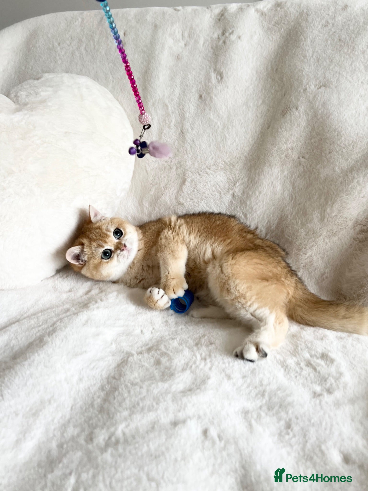 British Shorthair cats Ny12 Golden BSH Boy from European Parents - Advert 2