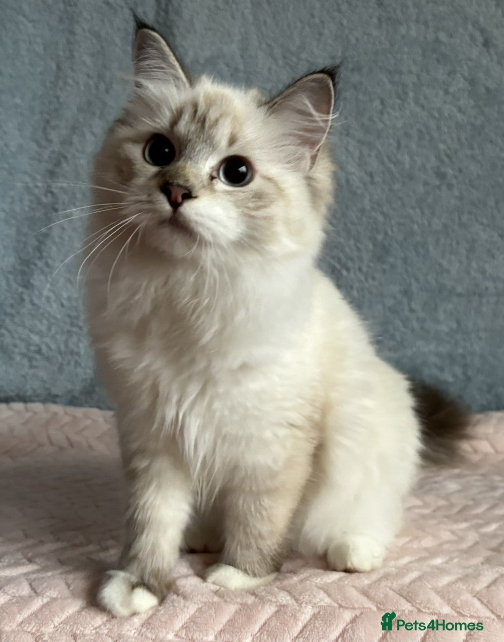 Neva Masquerade cats ✨ Gorgeous Neva Masquerade Kittens for Sale ✨ - Advert 1