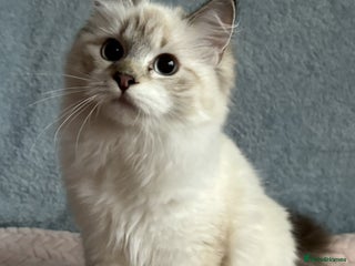 Neva Masquerade cats ✨ Gorgeous Neva Masquerade Kittens for Sale ✨ - Advert 1