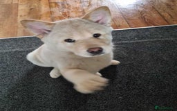 Mixed Breed dogs for sale: Chowski pups - Image 31