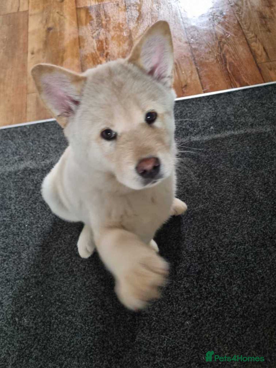 Mixed Breed dogs for sale: Chowski pups - Image 31