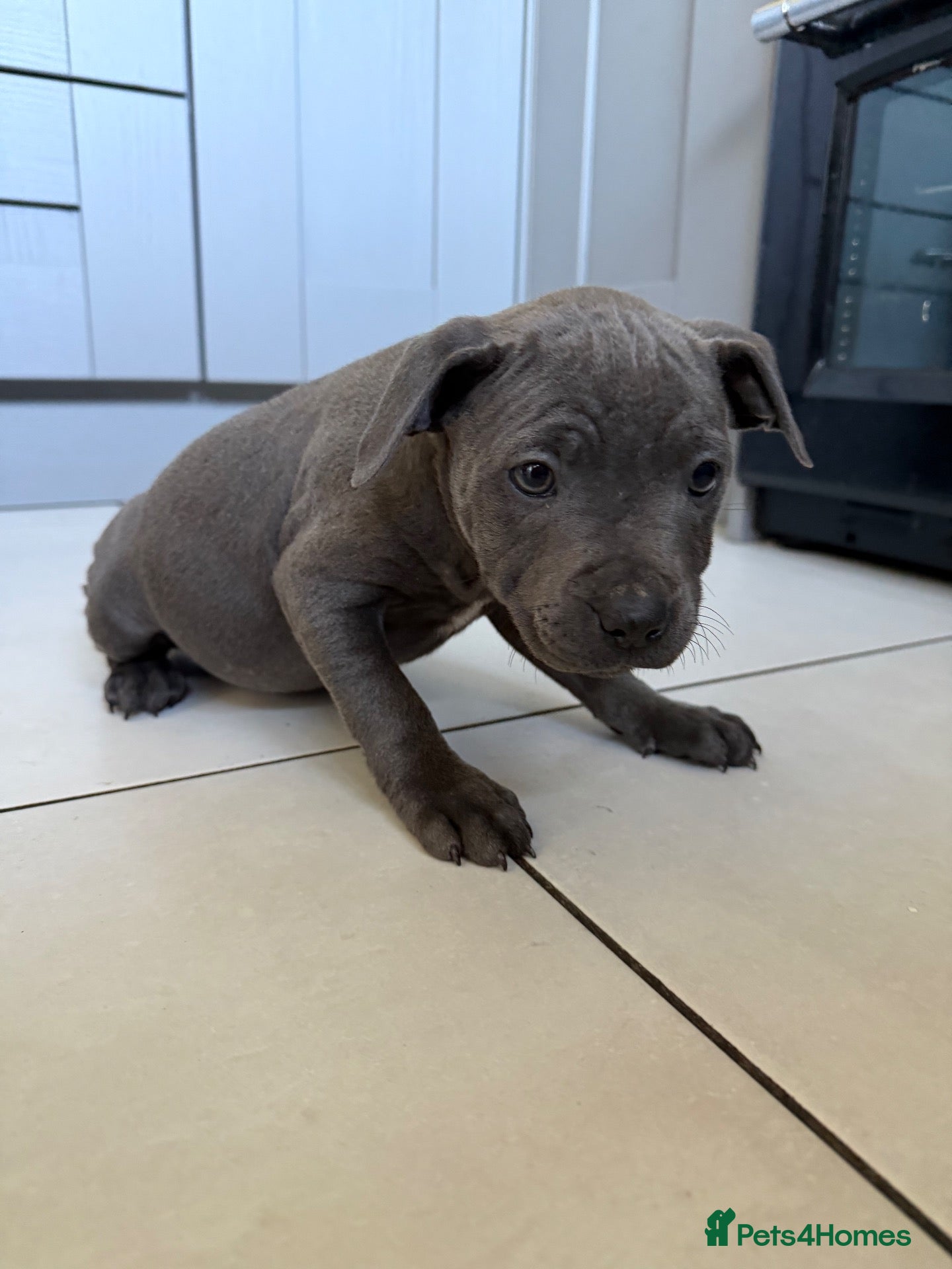 Staffordshire Bull Terrier dogs Staff puppies - Advert 4