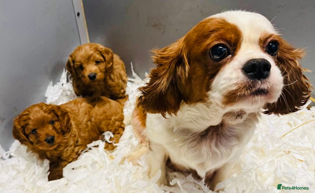 Cavapoo dogs for sale: Stunning Cavpoo puppies from a licensed Breeder  - Advert 4