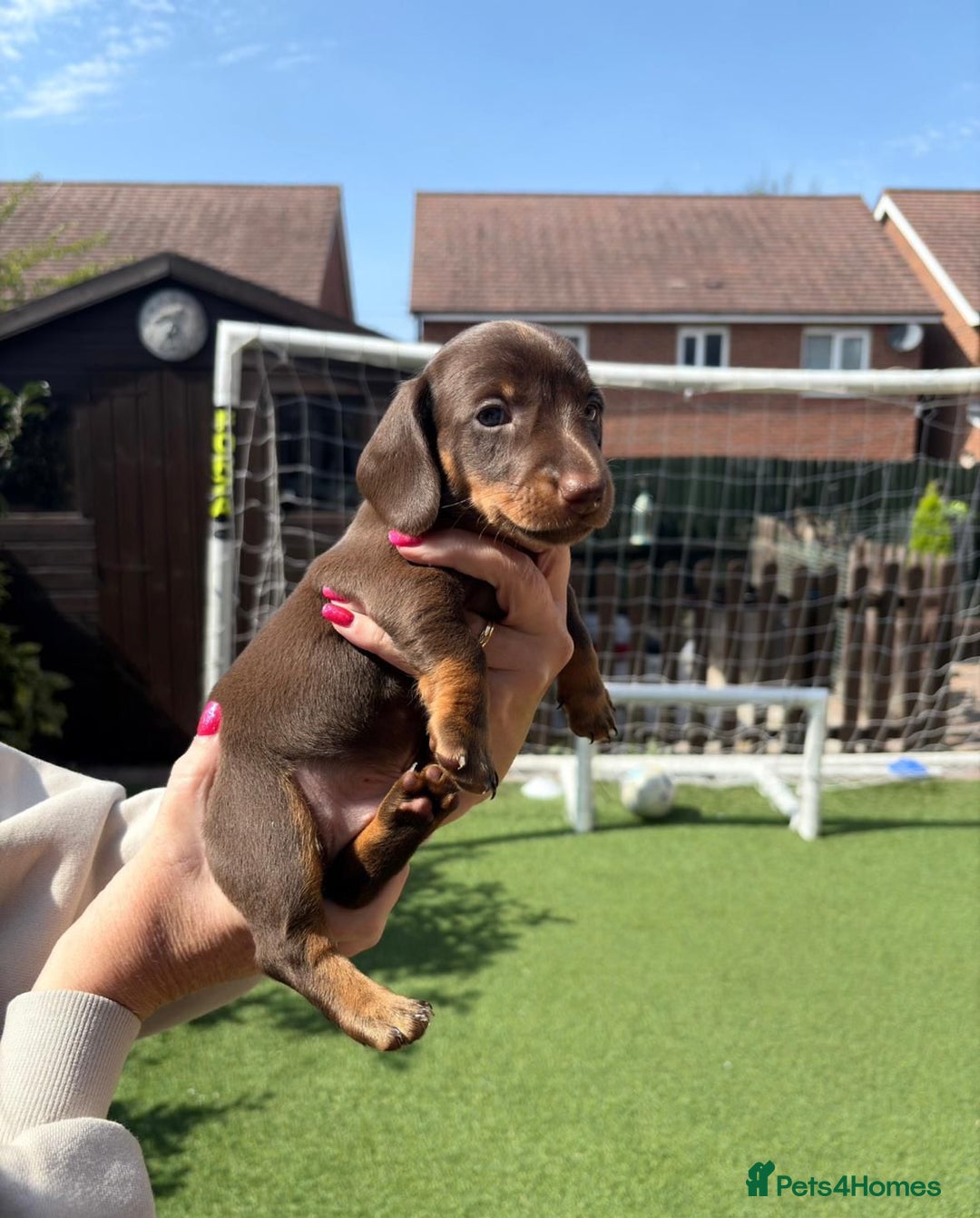 Miniature Dachshund dogs for sale: Miniature Dachshund Puppies  - Image 3