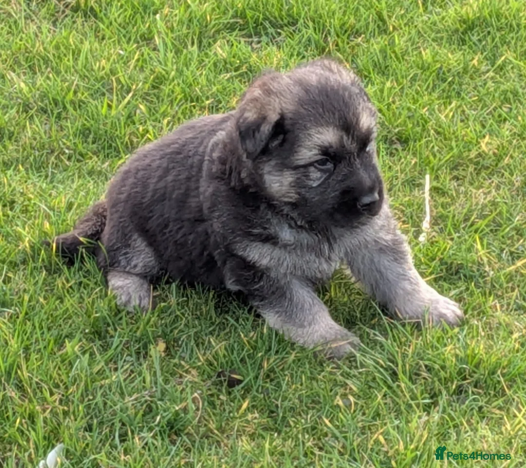 German Shepherd dogs for sale: German Shepherd puppies - Advert 2