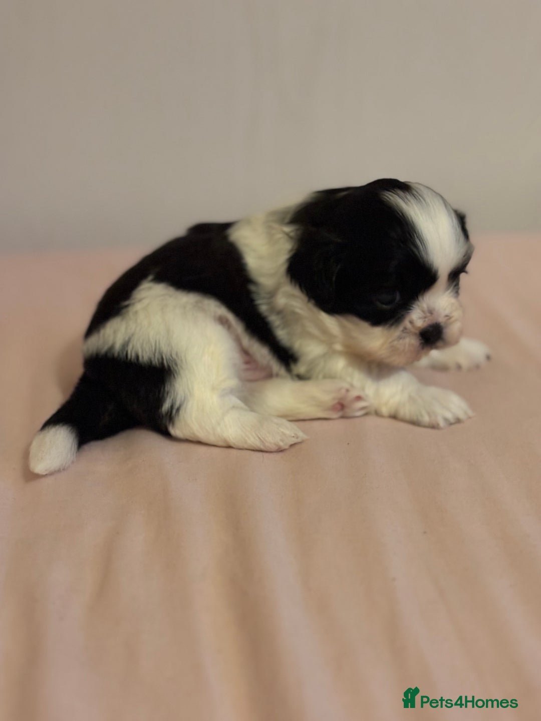 Shih Tzu dogs for sale: Shih Tzu puppies - Advert 10