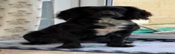 Cocker Spaniel dogs for sale: 2 Blue roan bitches available - Advert 2