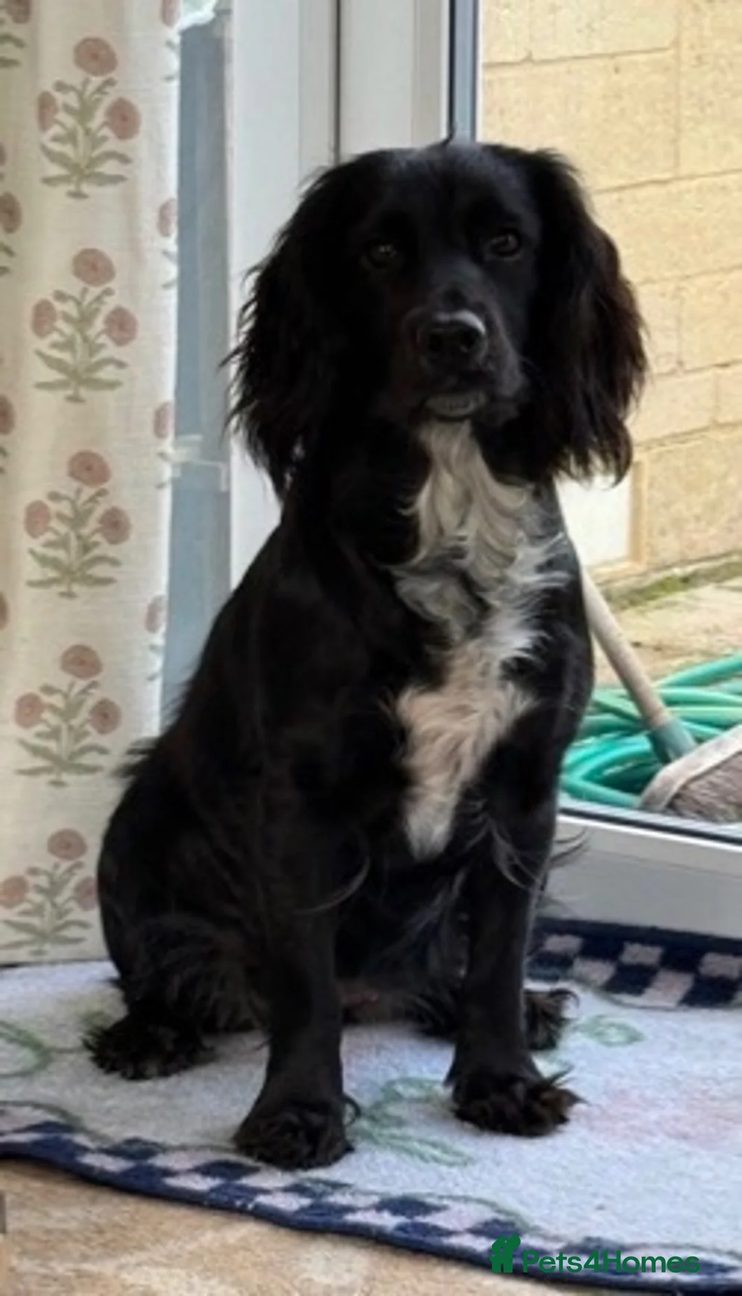 Cocker Spaniel dogs for sale: 2 Blue roan bitches available - Advert 2