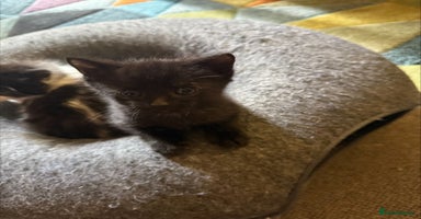 British Shorthair cats - Advert 4