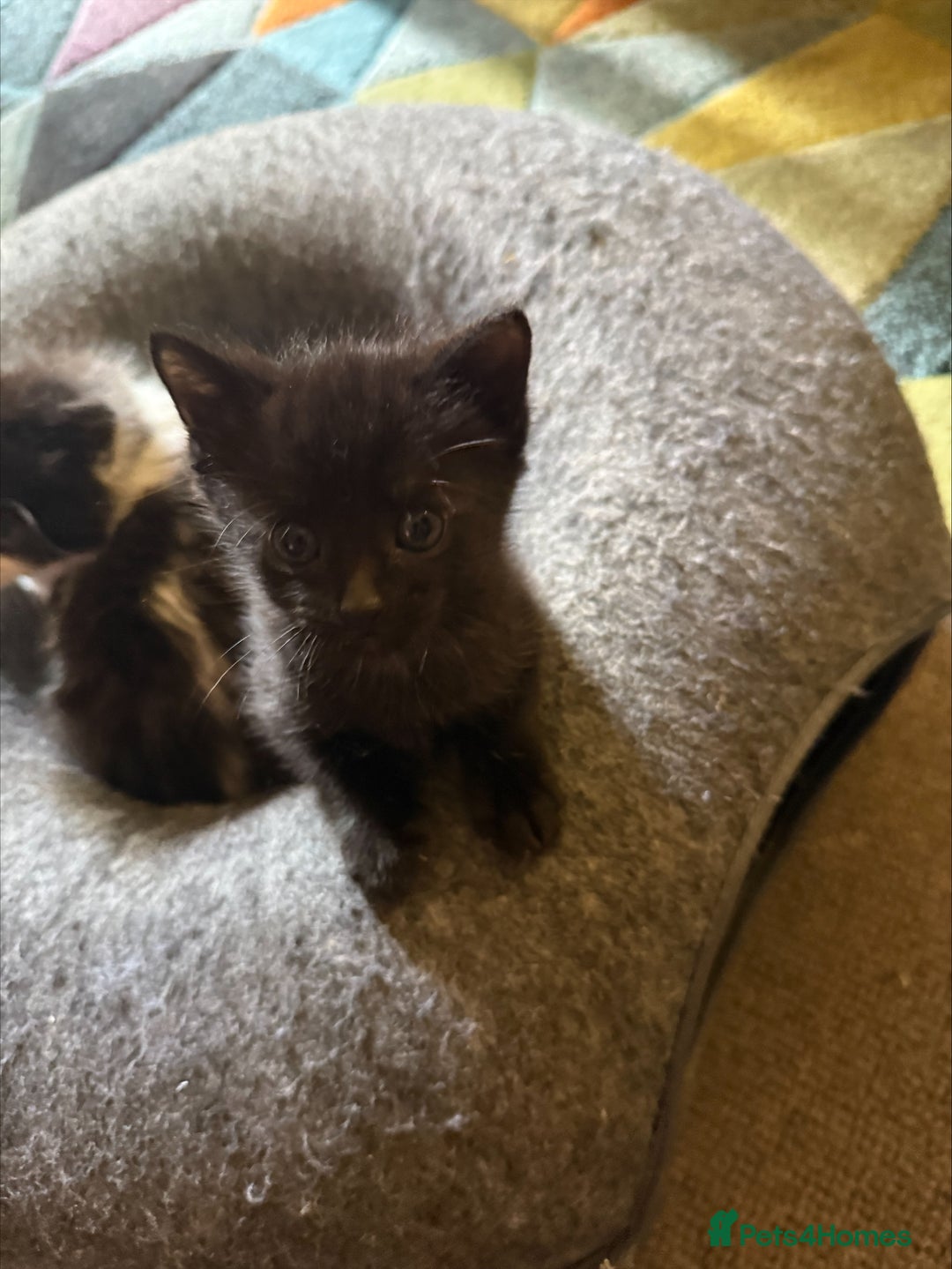 British Shorthair cats for sale: 3 Adorable Kittens Looking for Forever Home! 🐾  - Image 2