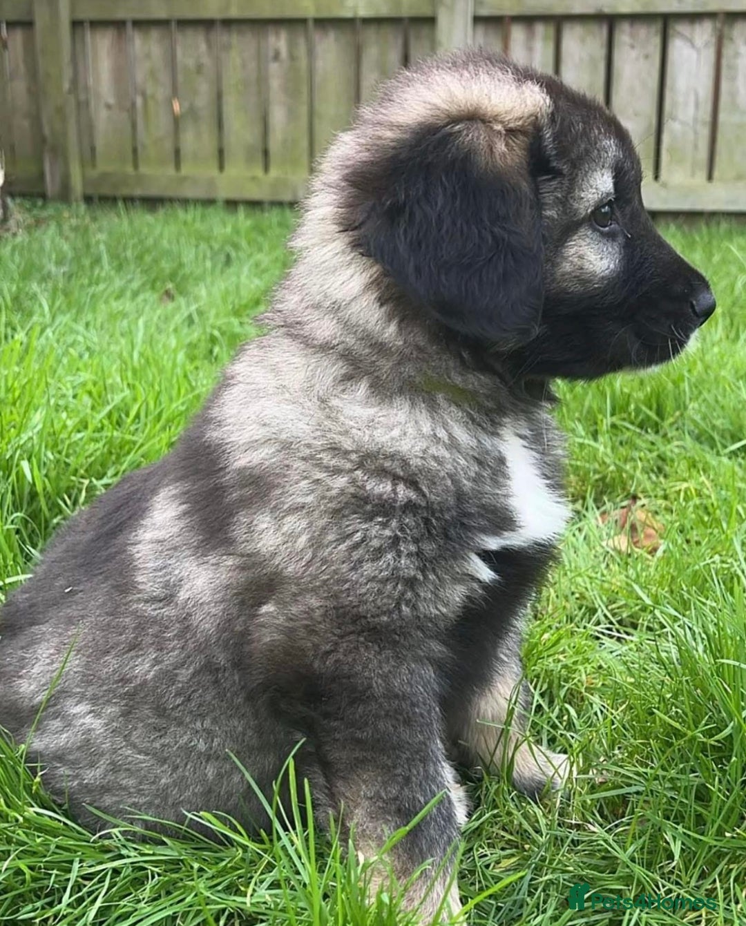 Caucasian Shepherd Dog dogs for sale: Caucasian Shepherds  - Advert 36