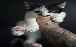 Mixed Breed cats for sale: Kittens for sale - Image 2