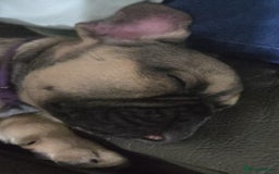 French Bulldog dogs for sale: Frenchie puppies - Image 6