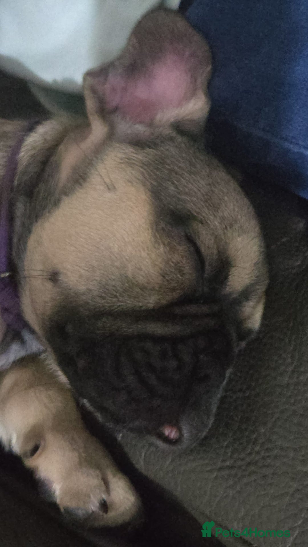 French Bulldog dogs for sale: Frenchie puppies - Image 6
