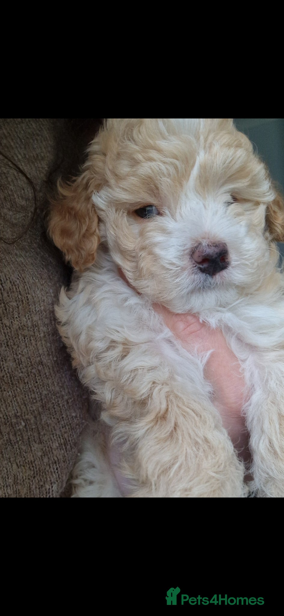 Maltipoo dogs Last Adorable Maltipoo Boy – Small Apricot 💙 - Advert 9