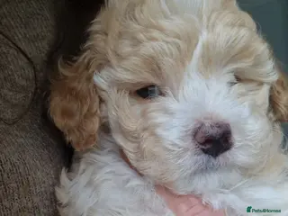 Maltipoo dogs Last Adorable Maltipoo Boy – Small Apricot 💙 - Advert 9