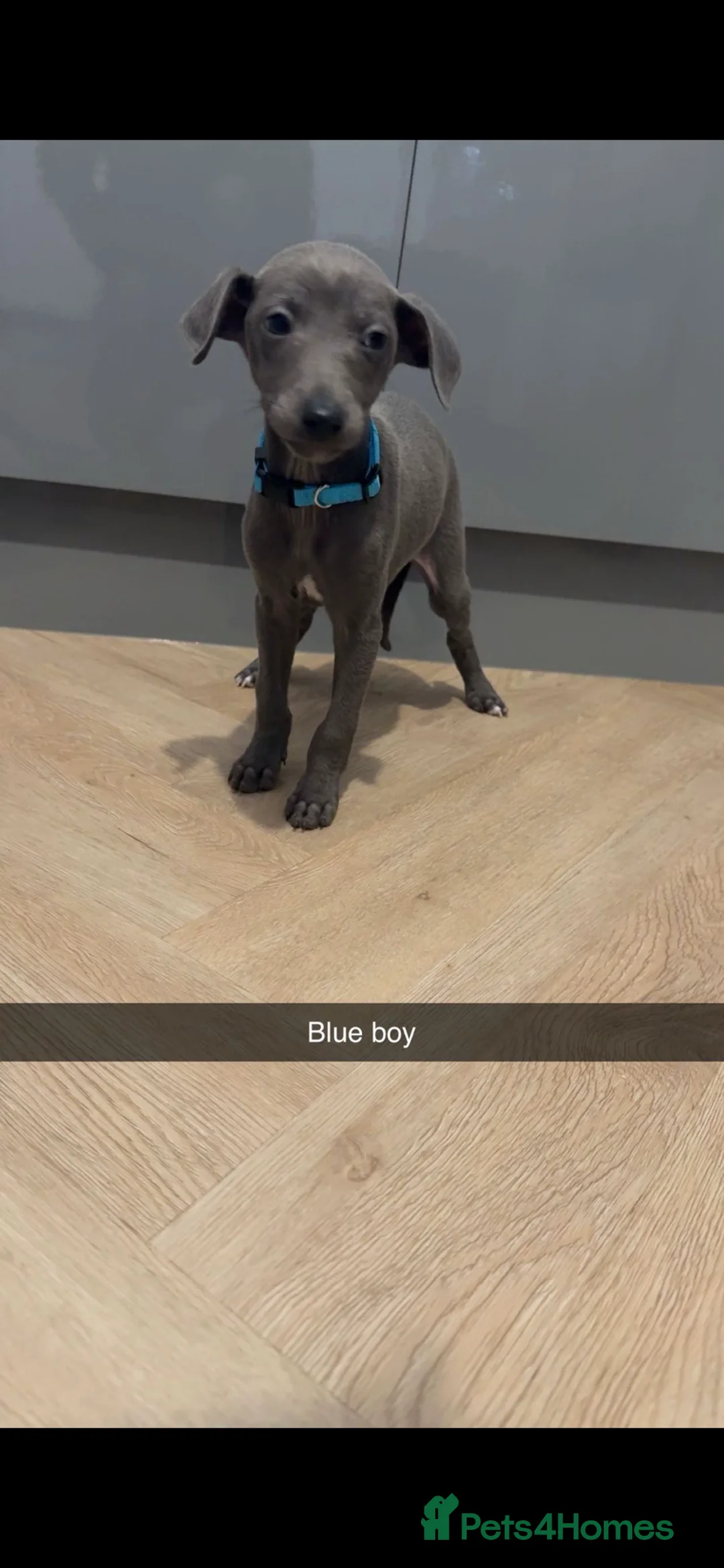 Italian Greyhound dogs for sale: Italian greyhounds ready now  - Advert 5