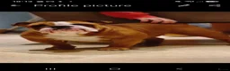 English Bulldog dogs for sale: KC English Bulldogs  - Advert 13
