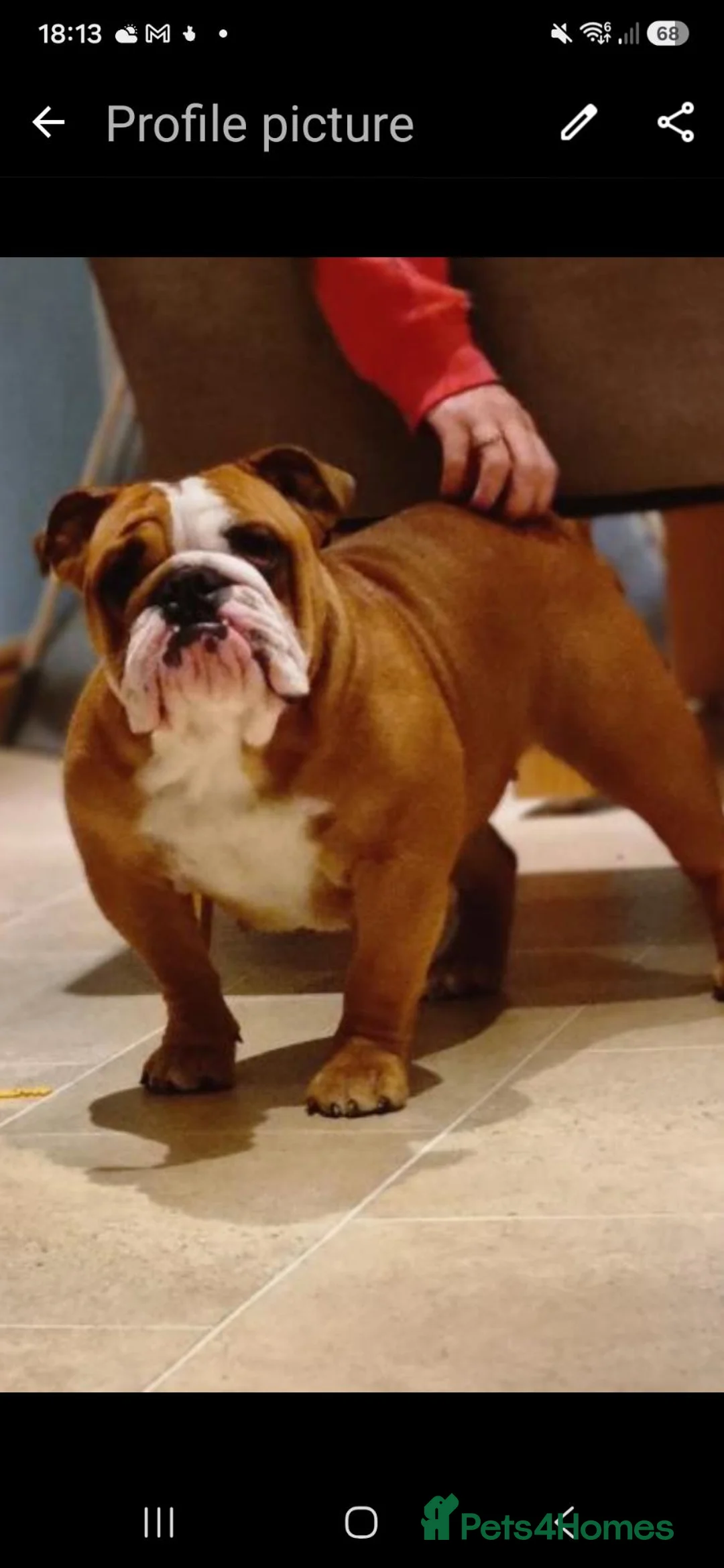 English Bulldog dogs for sale: KC English Bulldogs  - Advert 13