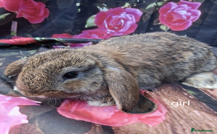 Mixed Breed rabbits - Advert 2