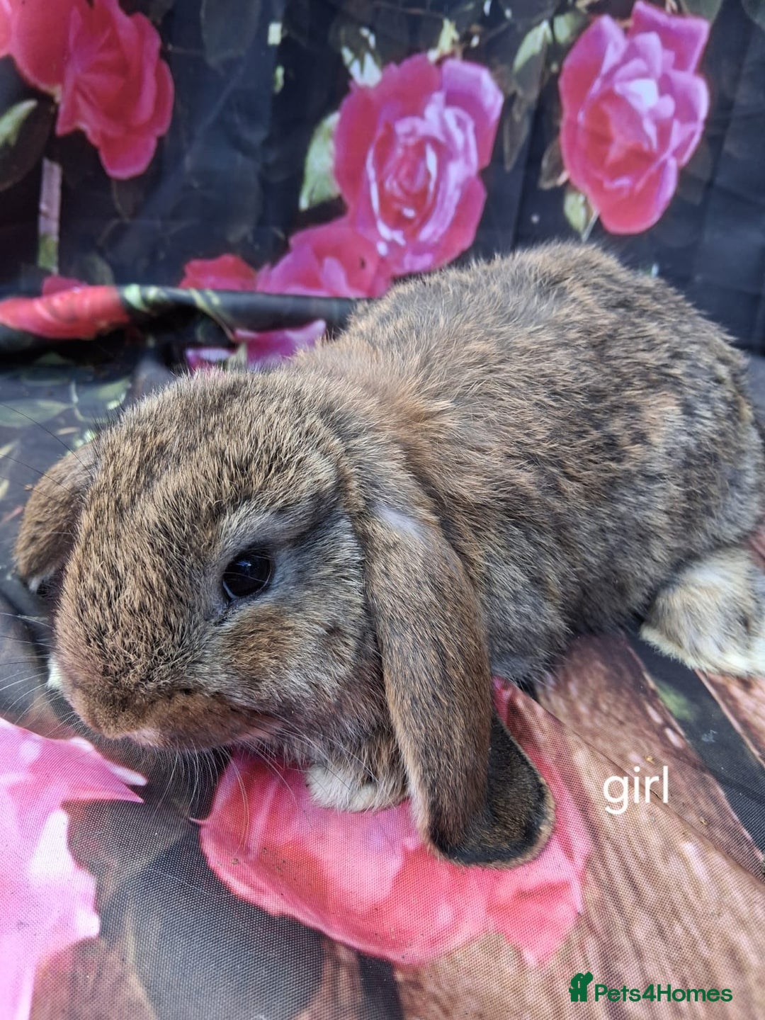 Mixed Breed rabbits for sale: Lop eared rabbit - Image 1