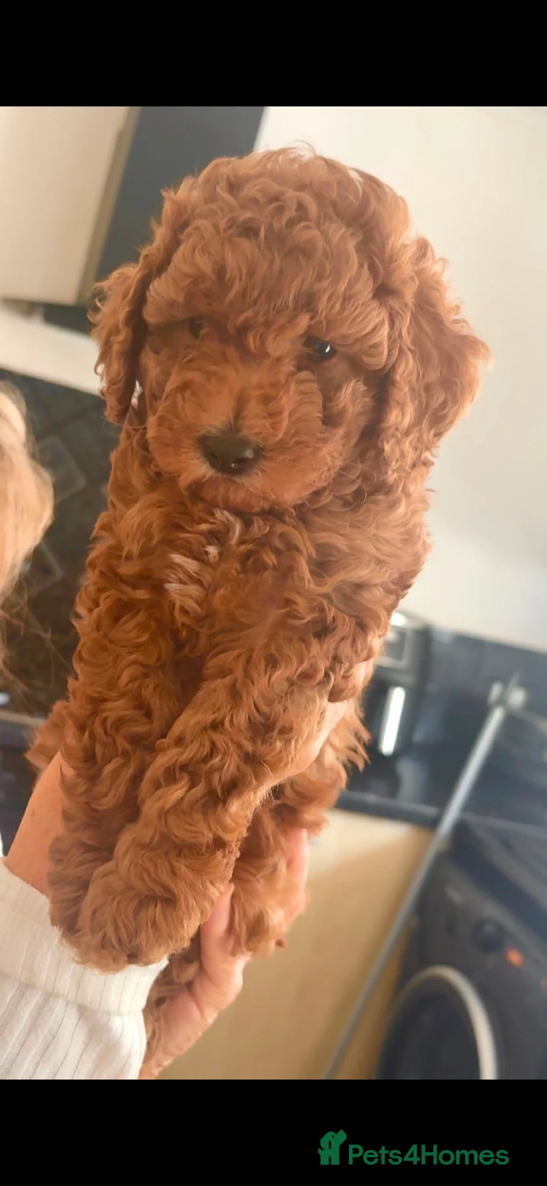 Cockapoo dogs for sale: Stunning toy cockapoos - Advert 5