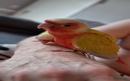Conures birds for sale: Beautiful fully hand reared conure baby's  - Image 10