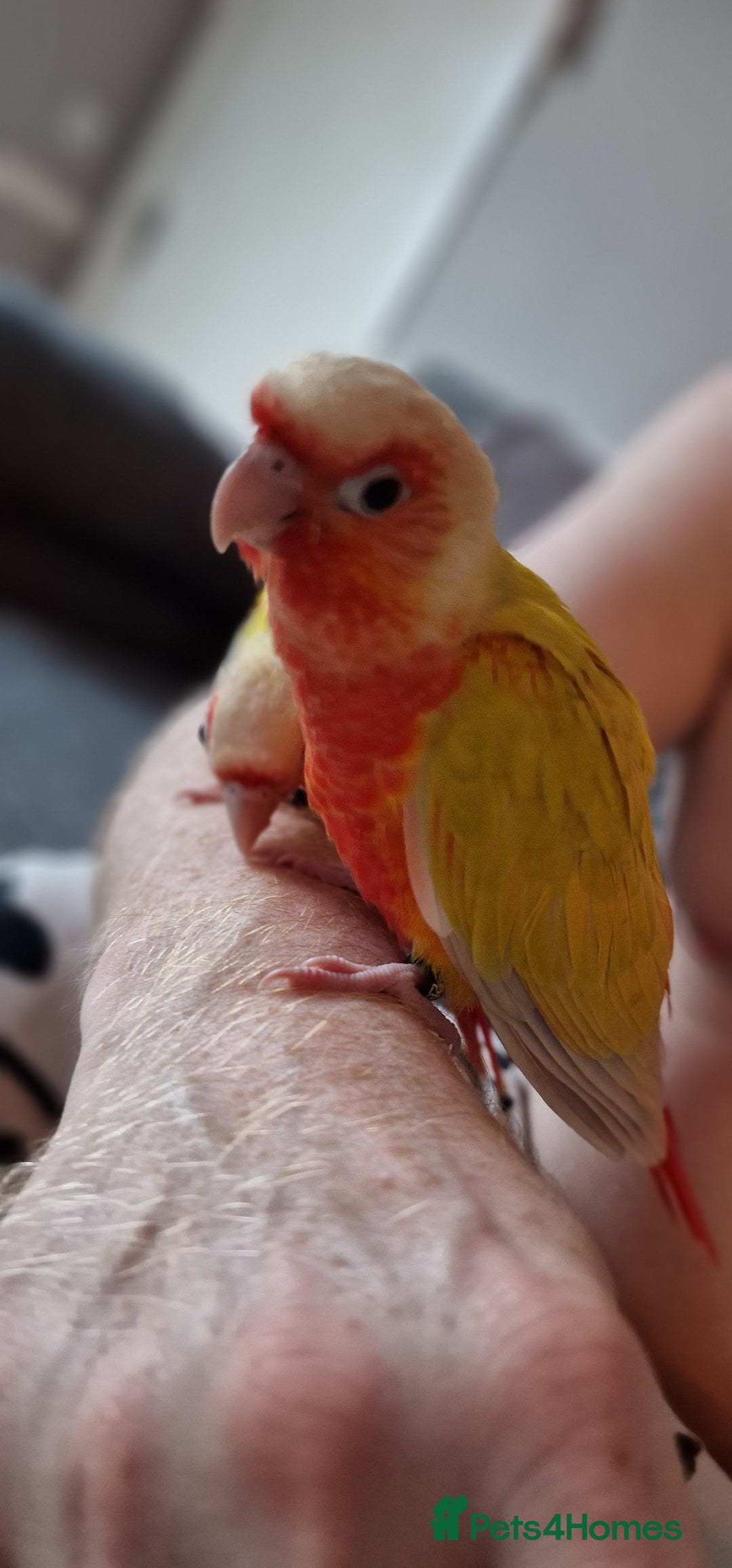 Conures birds for sale: Beautiful fully hand reared conure baby's  - Image 10