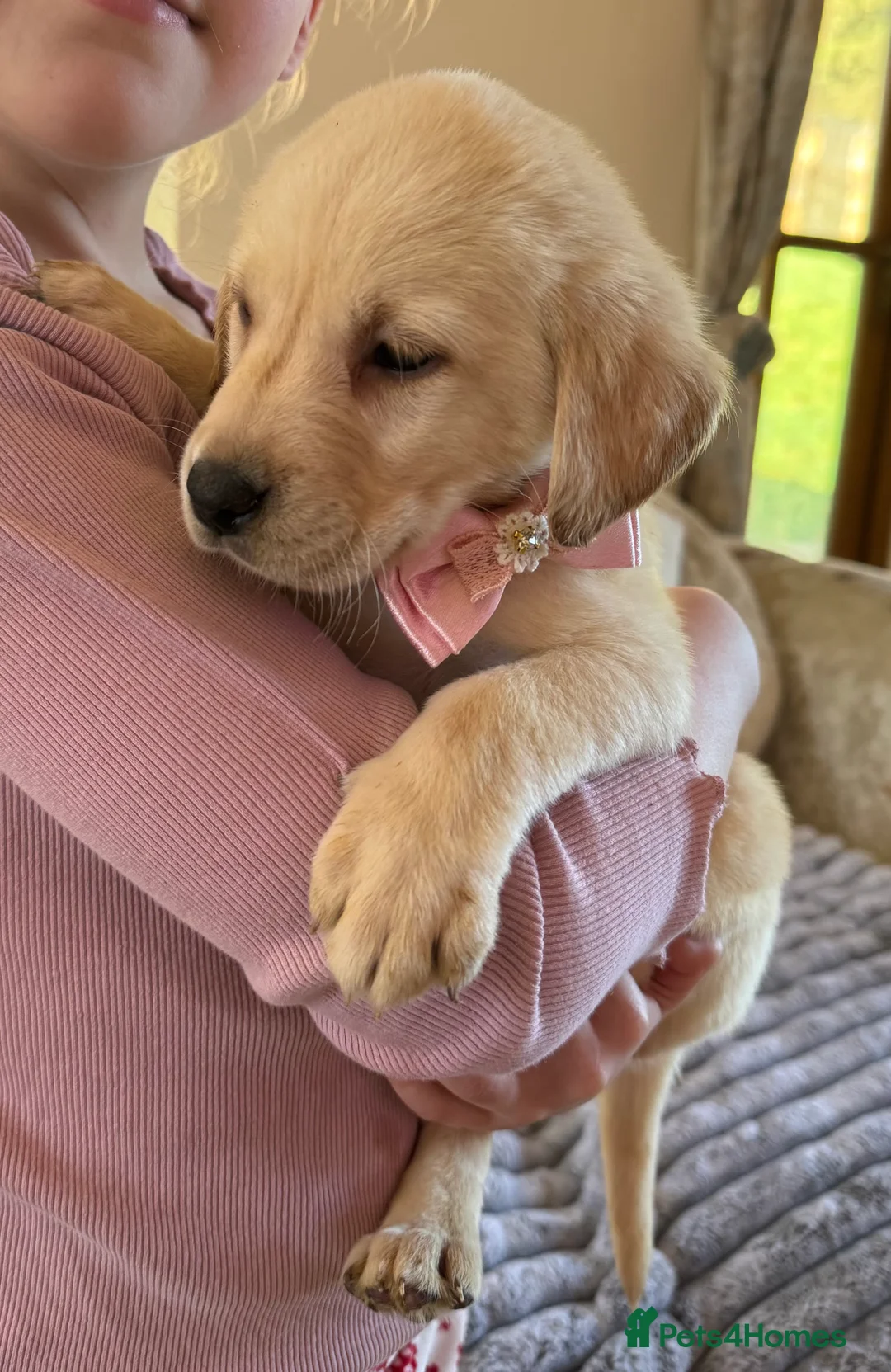 Labrador Retriever dogs for sale: ❤️🐾 Adorable, chunky Golden Labrador puppies 🐾❤️ - Advert 26