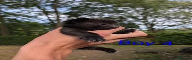 Boy 4