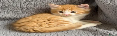 Mixed Breed 1