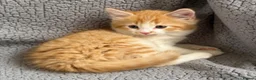 Mixed Breed cats for sale: ABSOLUTELY STUNNING GINGER KITTENS - Advert 9