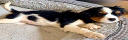 Cavalier King Charles Spaniel dogs for sale: Beautiful KC Reg Cavalier Puppies - Advert 14
