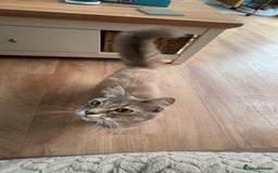 Mixed Breed cats for sale: Beautiful beige and grey kittens - Image 12