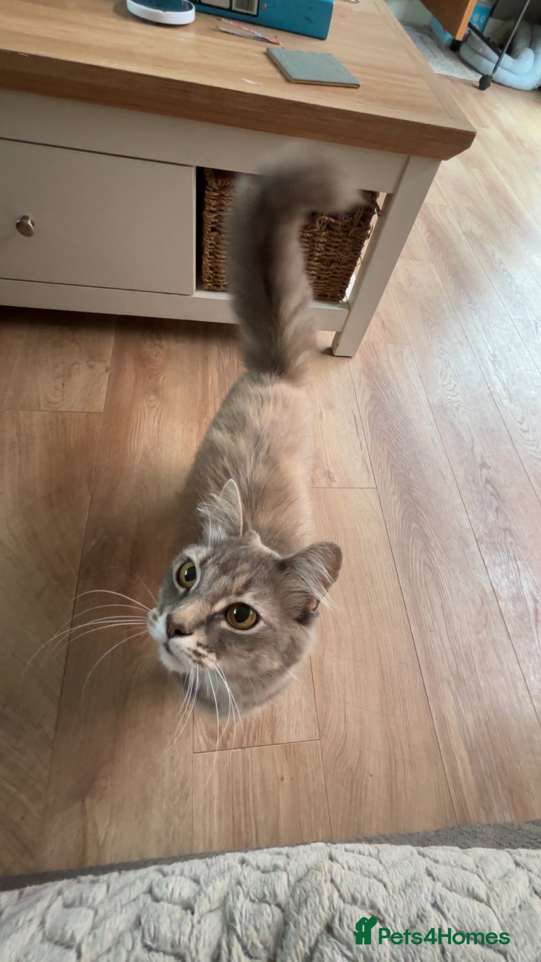 Mixed Breed cats for sale: Beautiful beige and grey kittens - Image 12