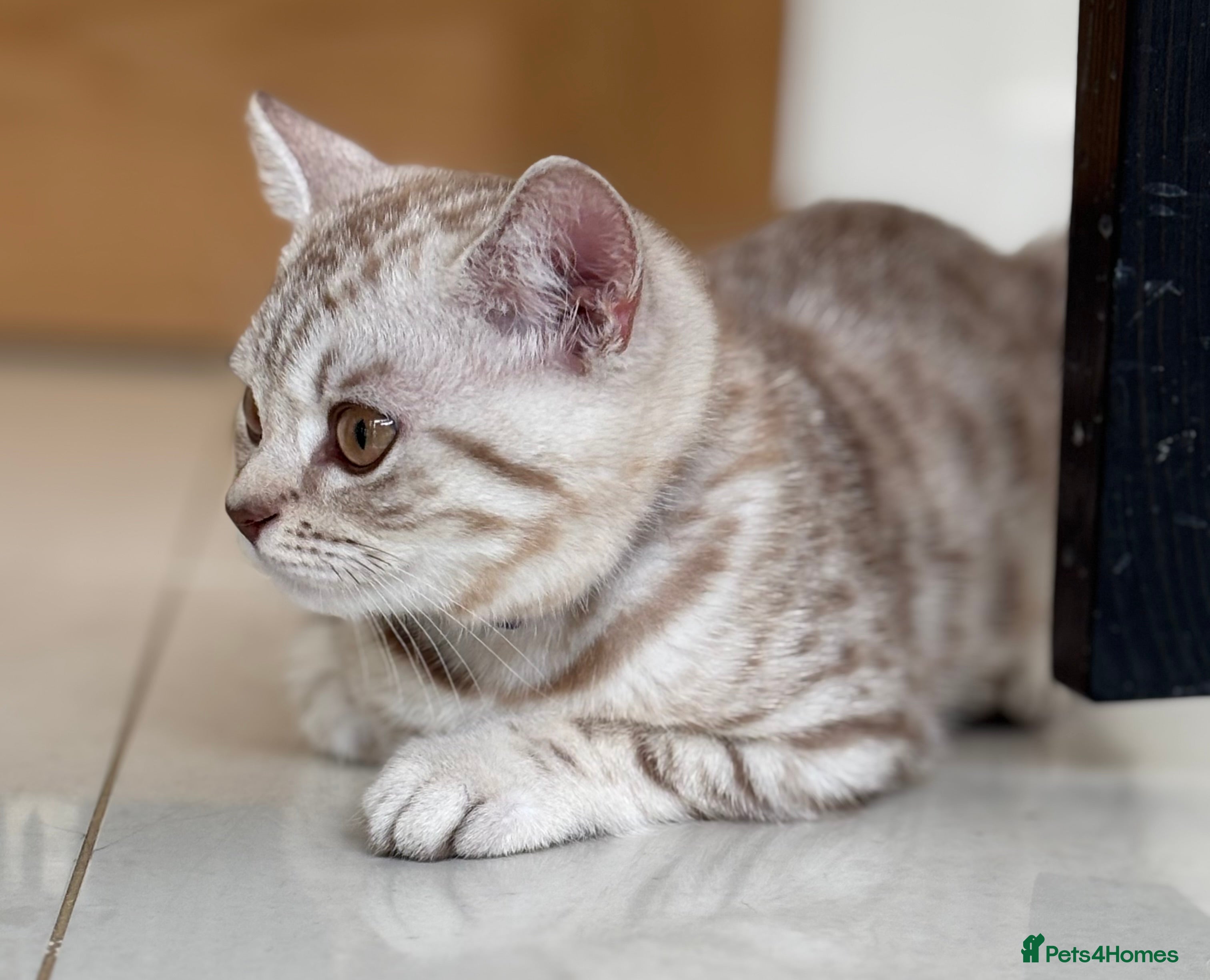 British Shorthair cats 💙 READY NOW GCCF Pedigree BSH 2 Males 💙 Spotted  - Advert 2