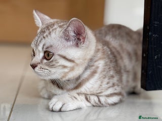 British Shorthair cats 💙 READY NOW GCCF Pedigree BSH 2 Males 💙 Spotted - Advert 2