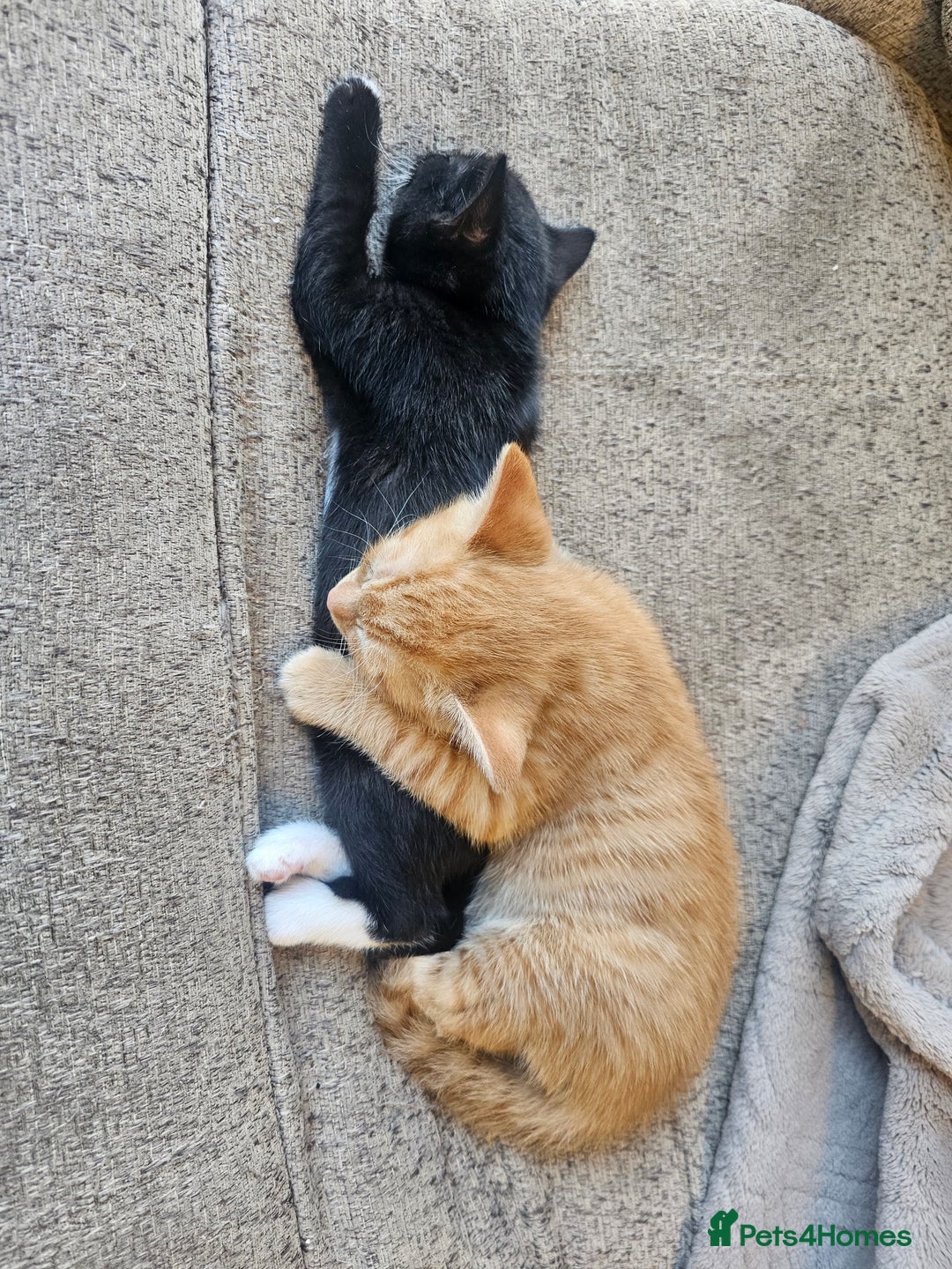 British Shorthair cats for sale: 2 stunning tabby cats  - Image 5