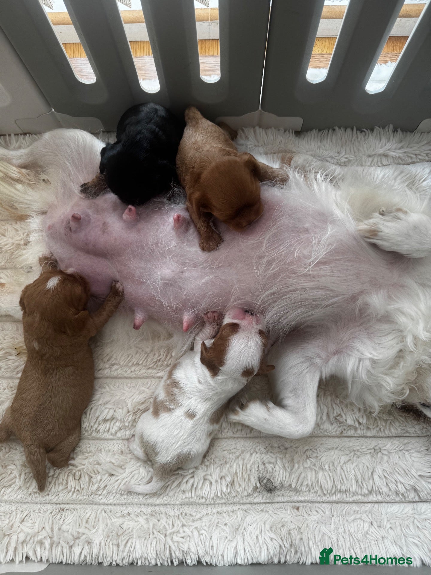 Cavalier King Charles Spaniel dogs Health tested cavalier King Charles spaniel pups - Advert 7