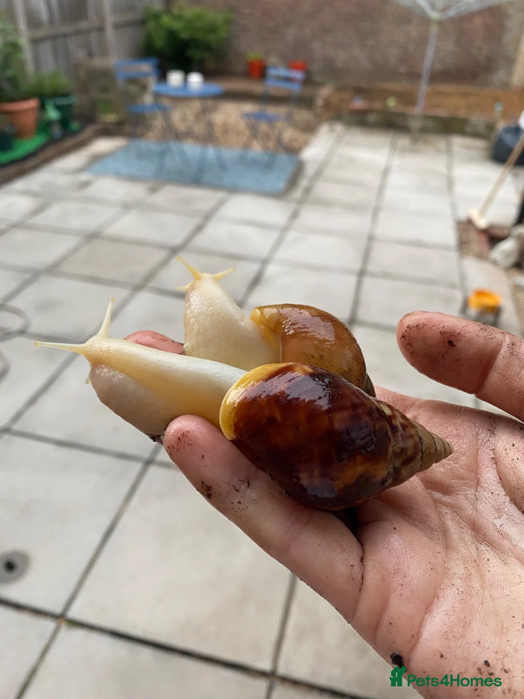 Snails invertebrates for sale: Mixed  in Wellington - Advert 2