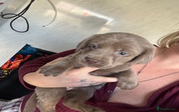 Labrador Retriever dogs for sale: Stunning silver Labradors  - Image 16