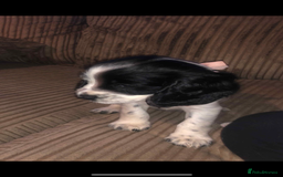 Cocker Spaniel dogs for sale: Cocker spaniel girl puppie  - Image 3