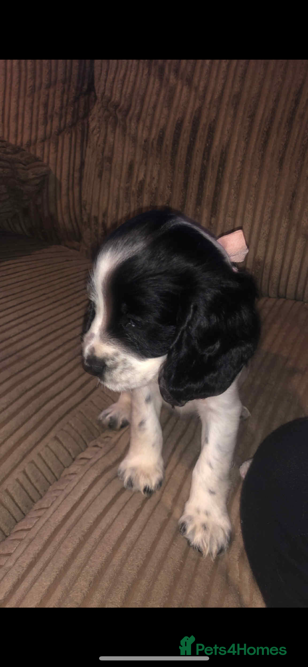 Cocker Spaniel dogs for sale: Cocker spaniel girl puppie  - Image 3