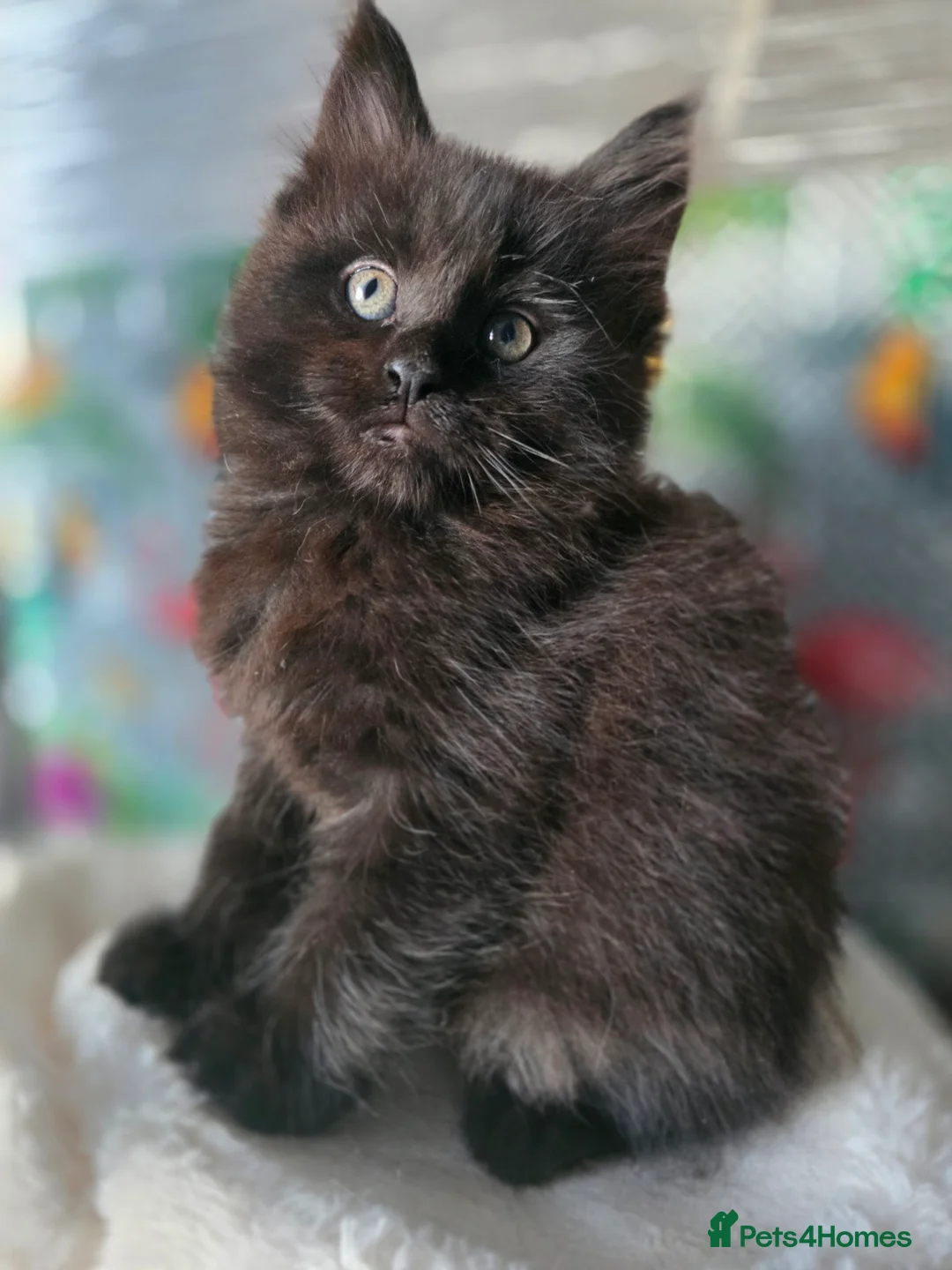 Maine Coon cats for sale: Beautiful  Meincoon  kitten - Advert 7