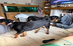 Rottweiler dogs for sale: 1 year old female Rottweiler for sale  - Advert 7