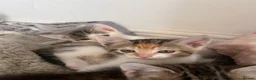 Mixed Breed cats for sale: Adorable kittens for sale in Basildon - Advert 5