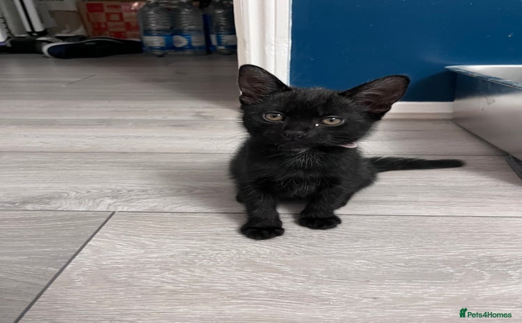 Mixed Breed cats - Advert 16